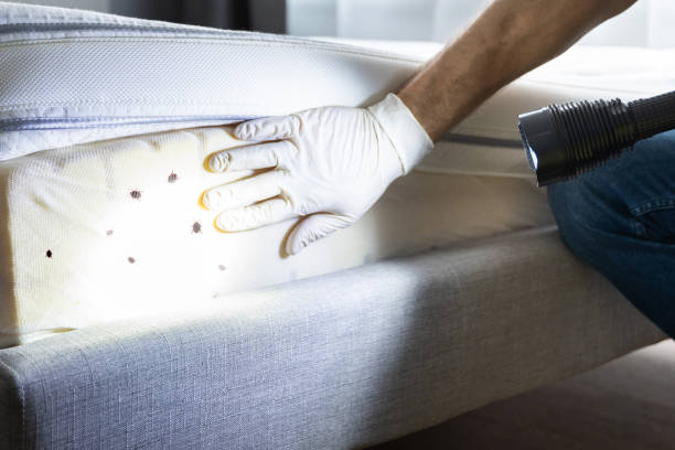 Best Local Pest Control Services  in Harristown, IL
