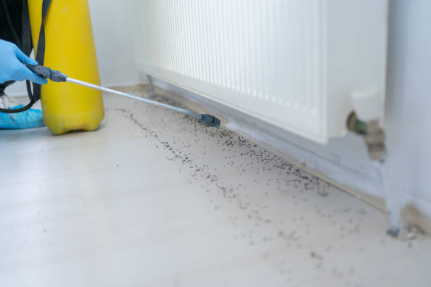 Professional Pest Control in Harristown, IL